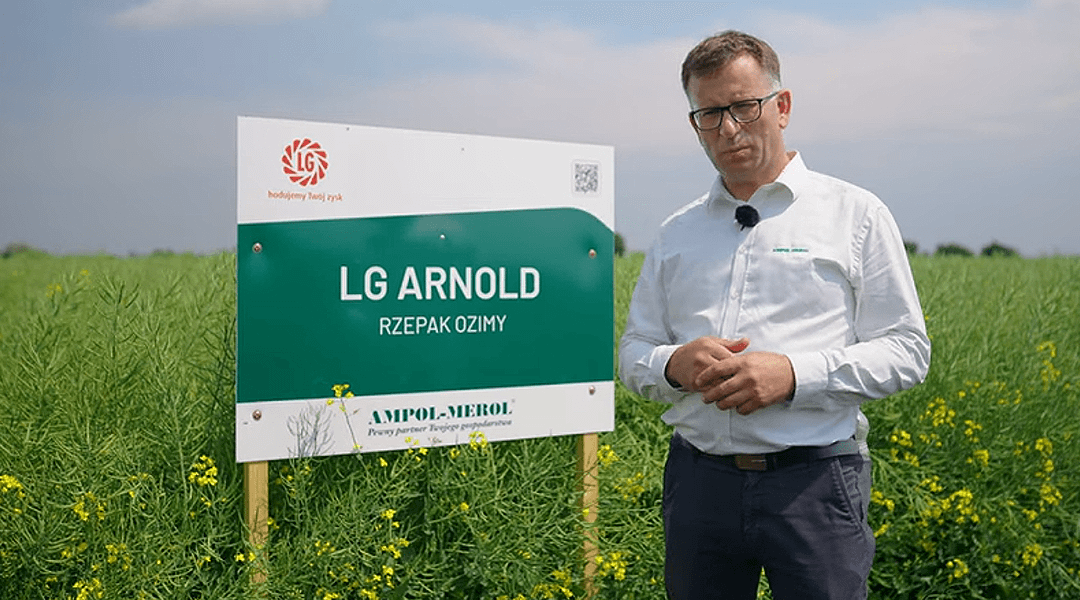 Łan odmiany rzepaku LG Arnold