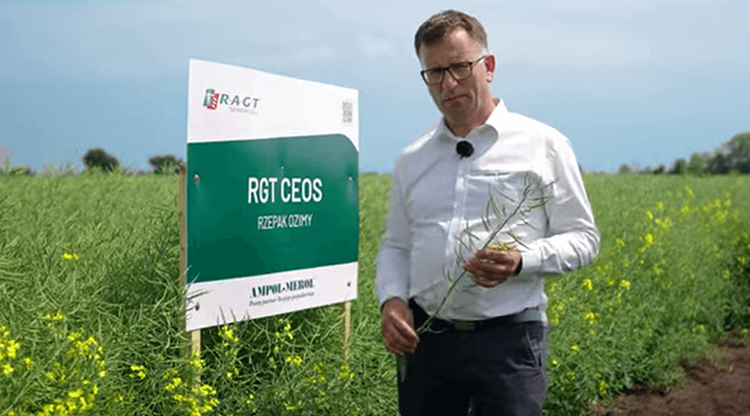 Łan rzepaku RGT Ceos