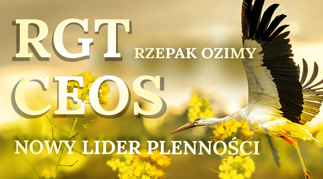 Grafika nawiązująca do reklamy RGT Ceos
