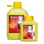 Bellis 38 WG