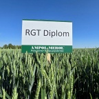 RGT Diplom