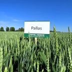 Pallas