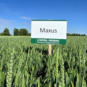 Maxus