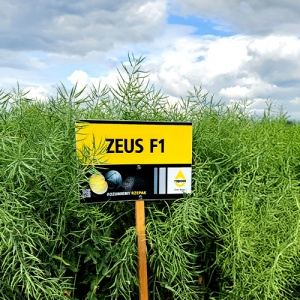 Zeus F1