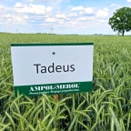 Tadeus