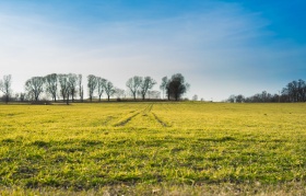 Jak skutecznie pozbyć się perzu z pola