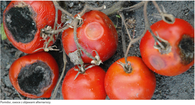 Pomidor, owoce z objawami alternariozy.